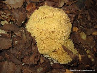 fugio Saletti-17-09-2015 20-02-00